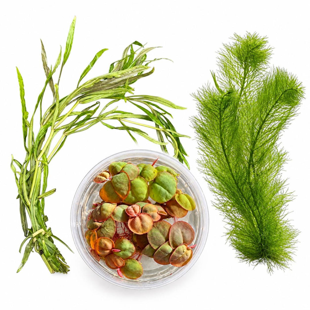 Live Aquarium Plant Bundle: Red Root Floater, Green Myrio and Pogostemon Narrow Leaf