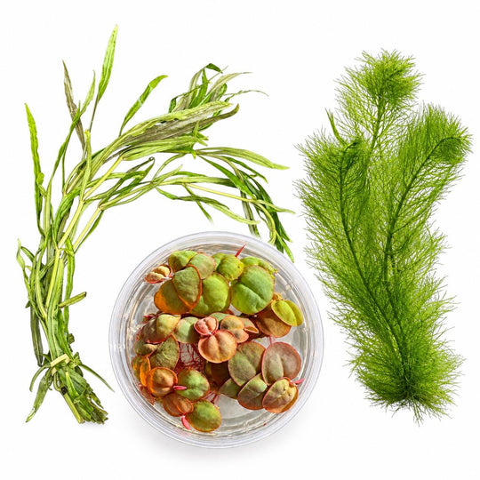 Live Aquarium Plant Bundle: Red Root Floater, Green Myrio and Pogostemon Narrow Leaf