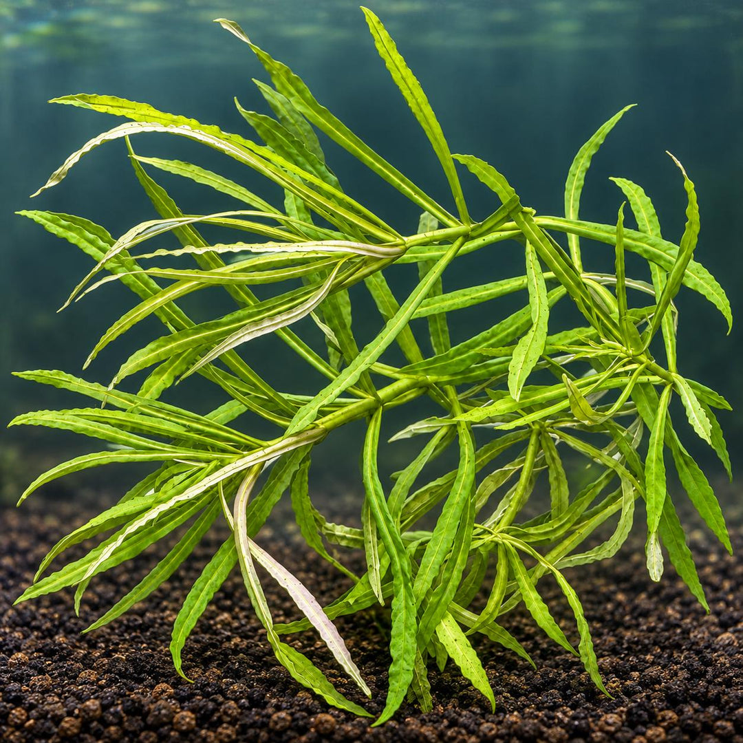 Live Aquarium Plant Bundle: Red Root Floater, Green Myrio and Pogostemon Narrow Leaf