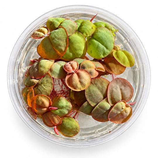 Live Aquarium Plant Bundle: Red Root Floater, Green Myrio and Pogostemon Narrow Leaf