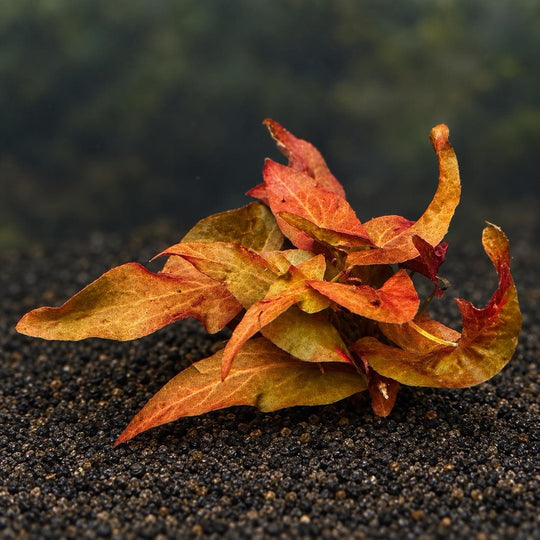 Red Aquarium Plant Bundle – Dwarf Lily Bulb, Ludwigia Super Red Mini, Red Crypt Wendtii &amp; Red Root Floaters