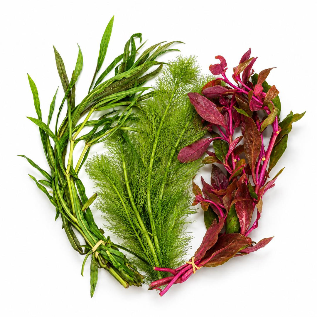 Scarlet Temple, Green Myrio &amp; Pogostemon Narrow Leaf Live Aquarium Plant Bundle