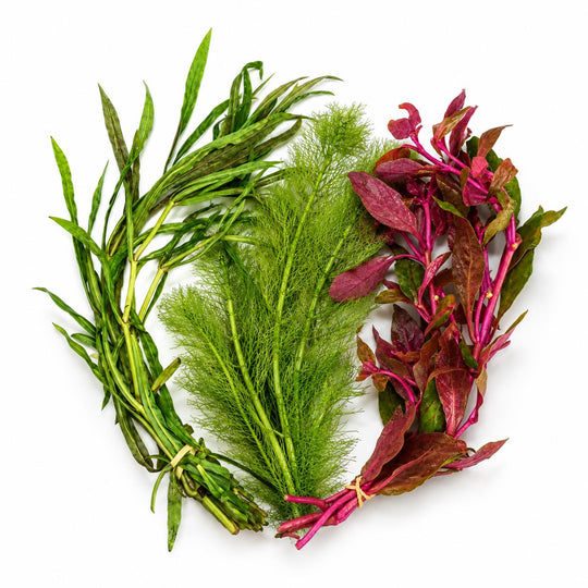 Scarlet Temple, Green Myrio &amp; Pogostemon Narrow Leaf Live Aquarium Plant Bundle