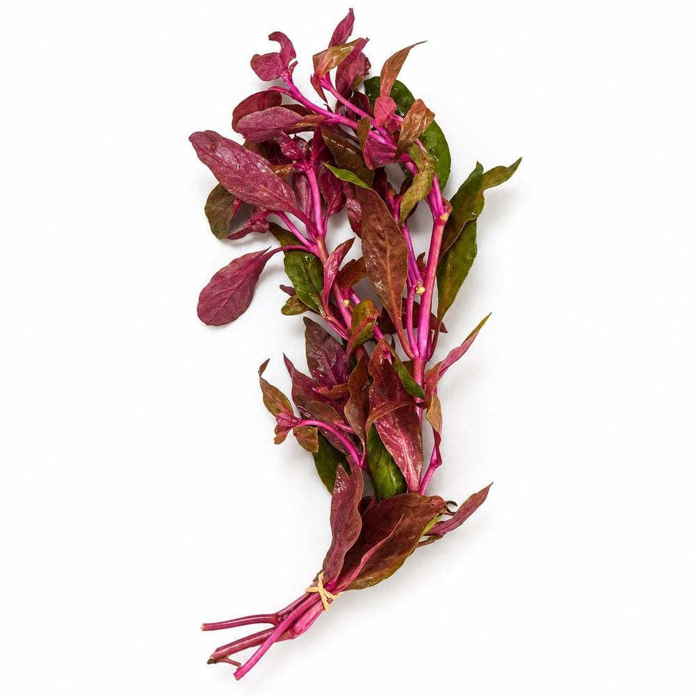 Scarlet Temple, Green Myrio & Pogostemon Narrow Leaf Live Aquarium Plant Bundle