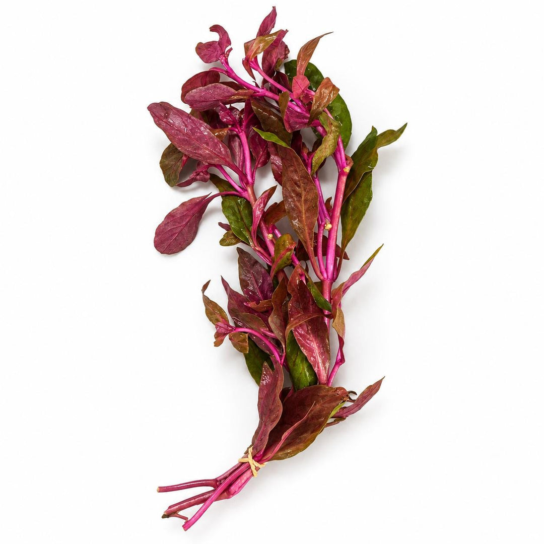 Scarlet Temple, Green Myrio &amp; Pogostemon Narrow Leaf Live Aquarium Plant Bundle