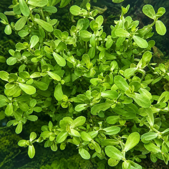 Top-down view of a thick green moneywort cluster in an aquarium.