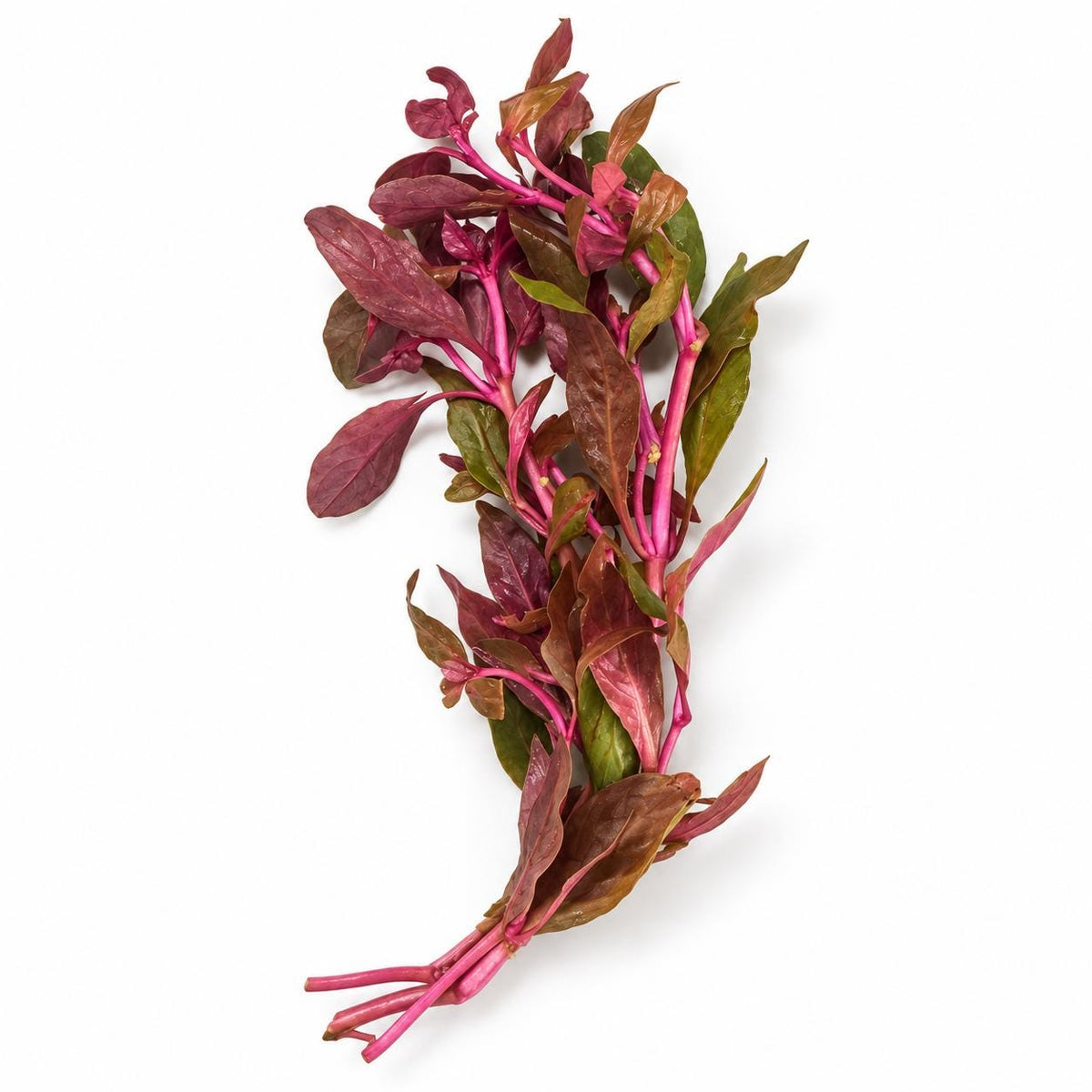 Scarlet Temple bunch with pink stems and burgundy, olive, and red leaves on a white background.