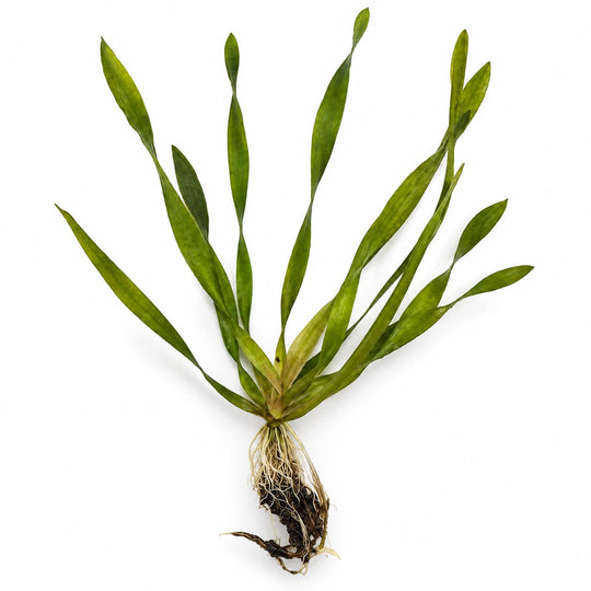 Bare-root green aquarium plant with long, narrow leaves displayed against a white background.