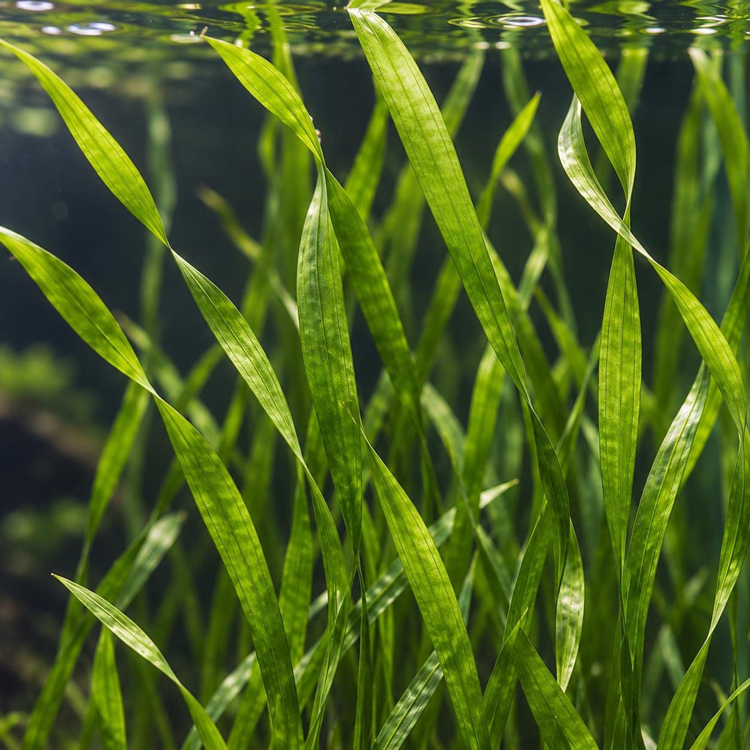 Close-up of long green Vallisneria leaves growing underwater with soft aquarium reflections behind them.