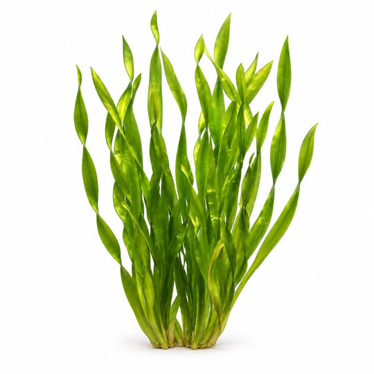 Close-up of slender green Vallisneria leaves beneath the aquarium’s rippling surface.