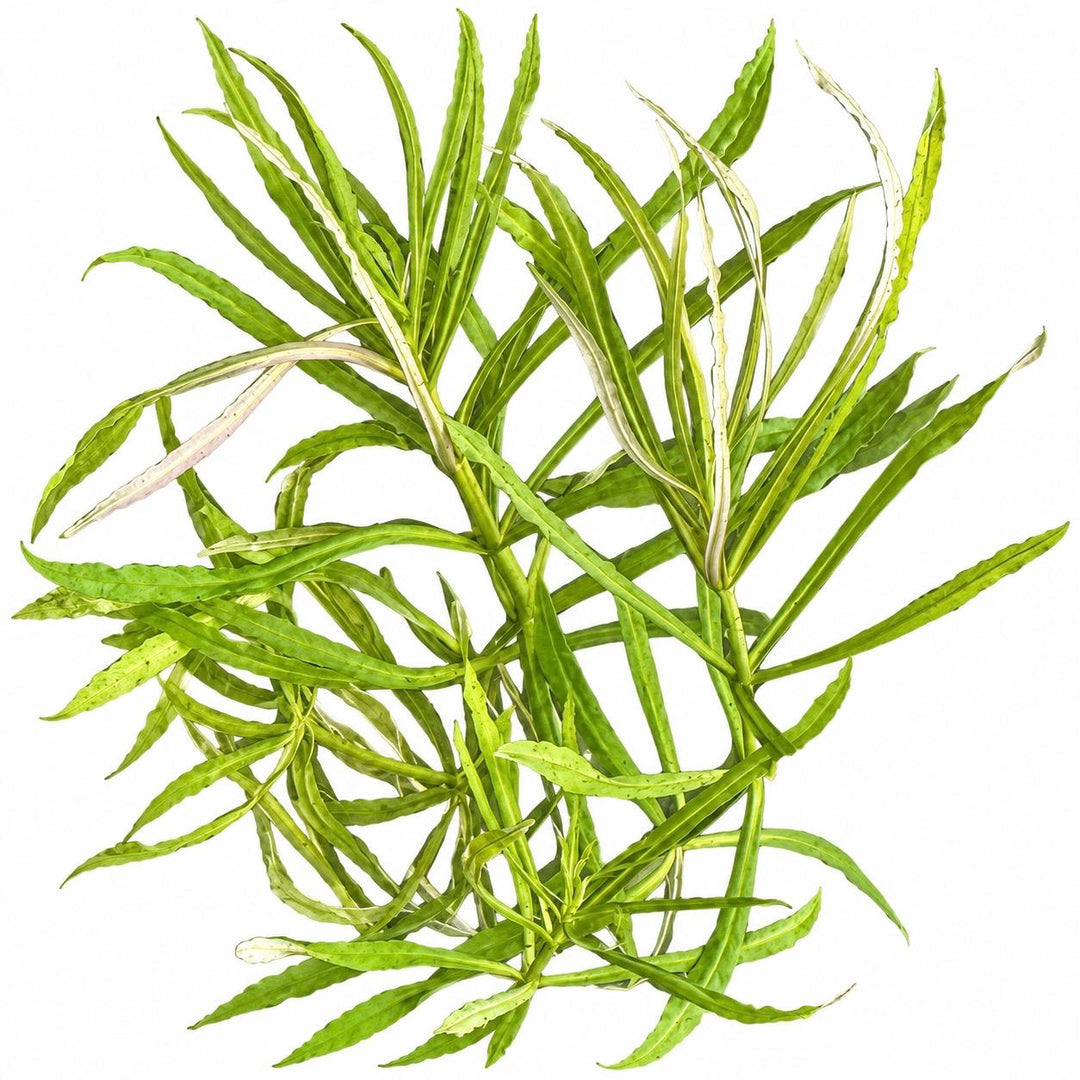 Live Aquarium Plant Bundle: Red Root Floater, Green Myrio and Pogostemon Narrow Leaf