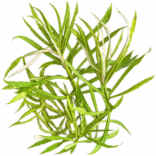 Live Aquarium Plant Bundle: Red Root Floater, Green Myrio and Pogostemon Narrow Leaf