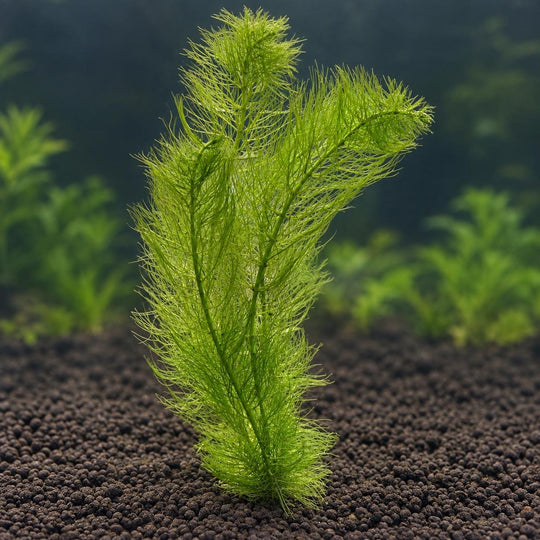 Live Aquarium Plant Bundle: Red Root Floater, Green Myrio and Pogostemon Narrow Leaf