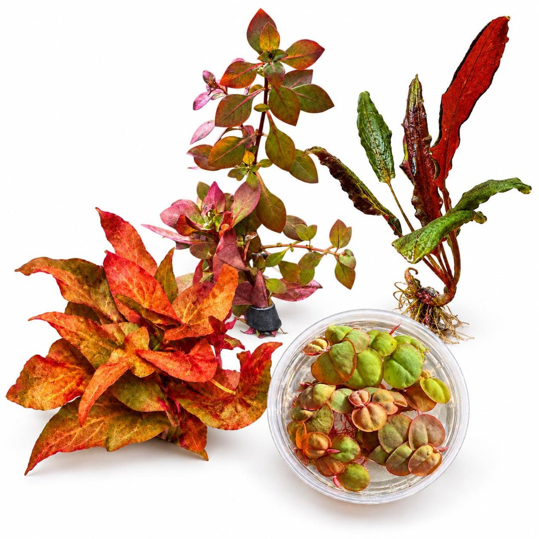 Red Aquarium Plant Bundle – Dwarf Lily Bulb, Ludwigia Super Red Mini, Red Crypt Wendtii & Red Root Floaters