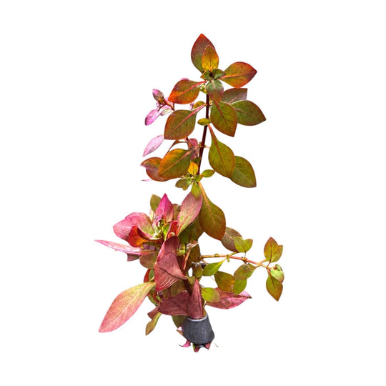 Red Aquarium Plant Bundle – Dwarf Lily Bulb, Ludwigia Super Red Mini, Red Crypt Wendtii &amp; Red Root Floaters