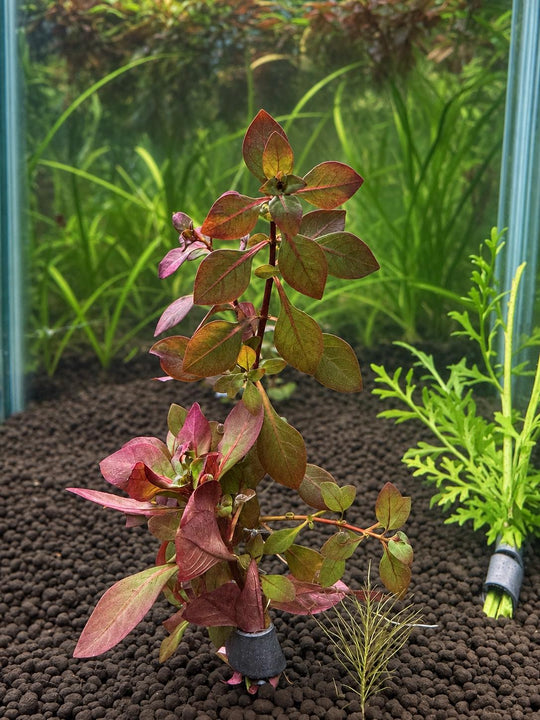 Red Aquarium Plant Bundle – Dwarf Lily Bulb, Ludwigia Super Red Mini, Red Crypt Wendtii &amp; Red Root Floaters