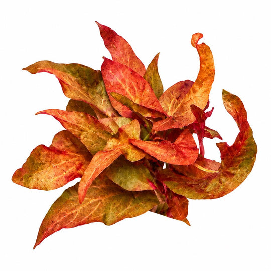 Red Aquarium Plant Bundle – Dwarf Lily Bulb, Ludwigia Super Red Mini, Red Crypt Wendtii &amp; Red Root Floaters