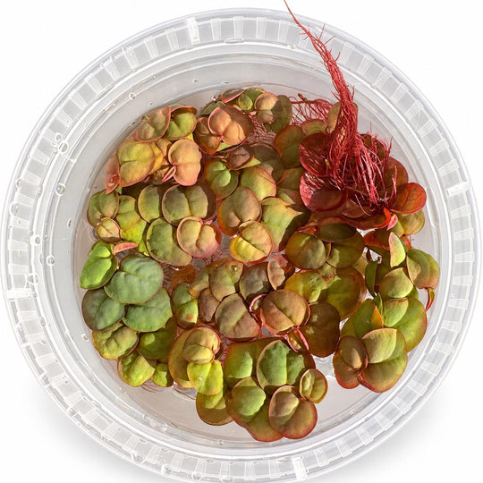 Red Aquarium Plant Bundle – Dwarf Lily Bulb, Ludwigia Super Red Mini, Red Crypt Wendtii &amp; Red Root Floaters