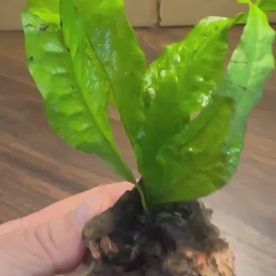 Java Fern on Coral Driftwood | Live Aquarium Plant on Wood | Nano Aquascape Decor for Betta, Shrimp & Planted Tanks