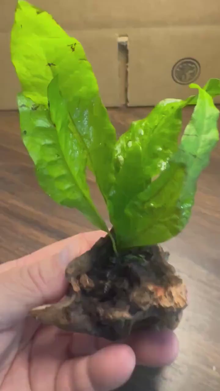 Java Fern on Coral Driftwood | Live Aquarium Plant on Wood | Nano Aquascape Decor for Betta, Shrimp & Planted Tanks