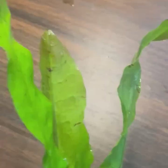 Java Fern Bare Root Live Aquarium Plant – Easy Low Light Freshwater Plant for Betta, Shrimp & Planted Tanks