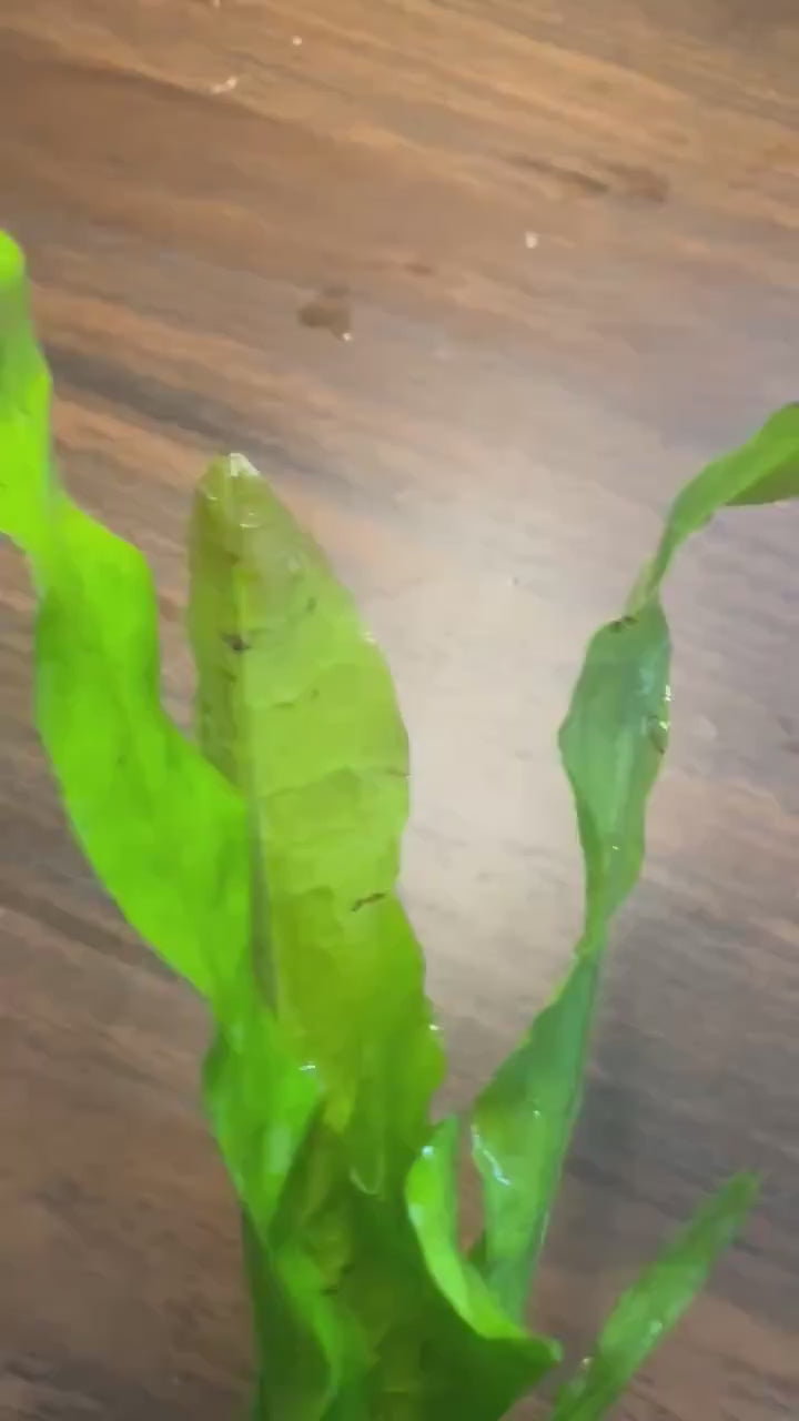 Java Fern Bare Root Live Aquarium Plant – Easy Low Light Freshwater Plant for Betta, Shrimp & Planted Tanks