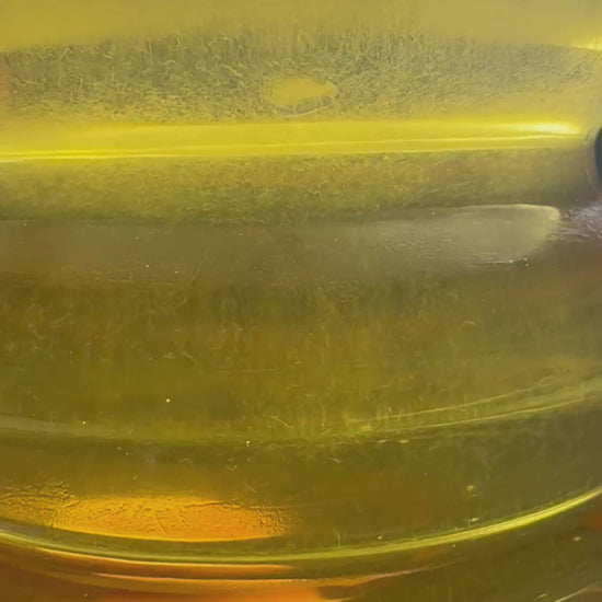 Vinegar eel culture video closeup