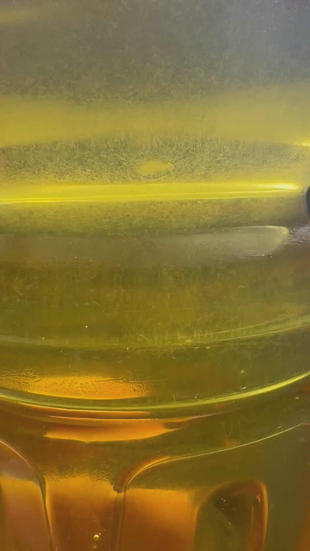Vinegar eel culture video closeup