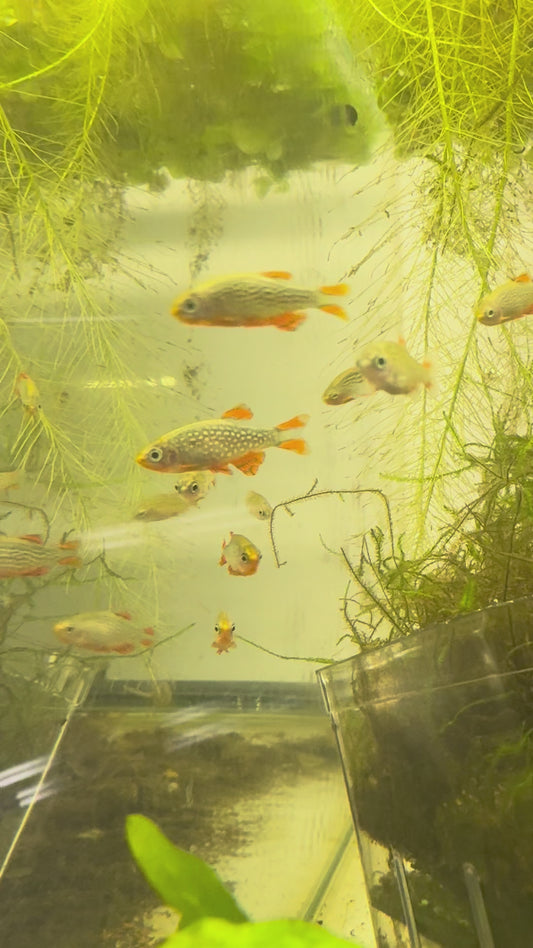 Celestial Pearl Danio | AquariumVille Bred