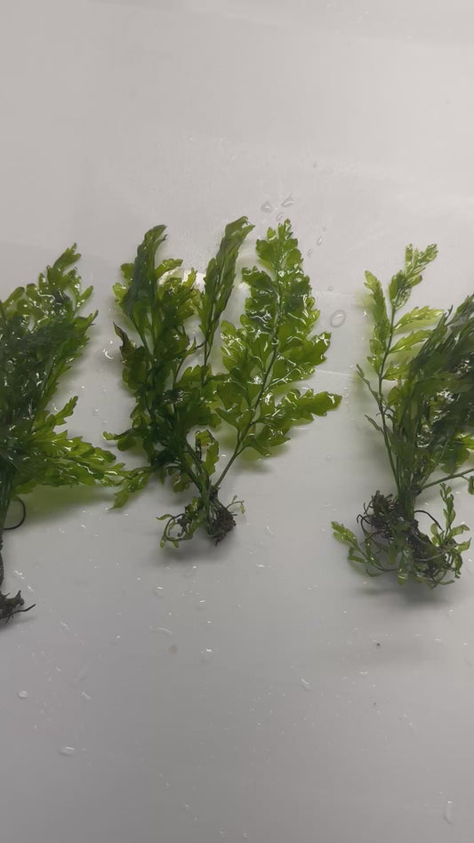 African Water Fern (Bolbitis Heudelotii)