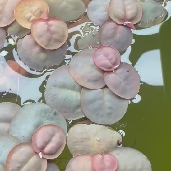 6 Pack Red Root Floaters, Beginner Aquarium Floating Plant, Live Aquatic for Planted Tank