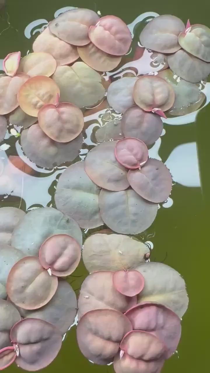 6 Pack Red Root Floaters, Beginner Aquarium Floating Plant, Live Aquatic for Planted Tank