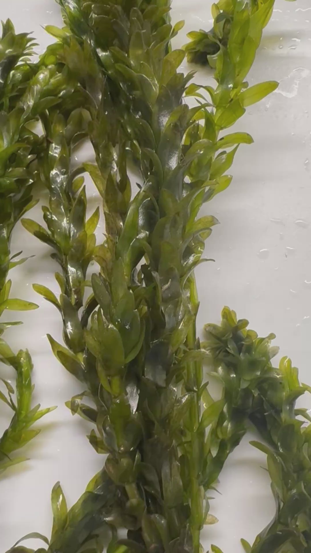 Anacharis Live Aquarium Plant – Easy Oxygenating Background Plant