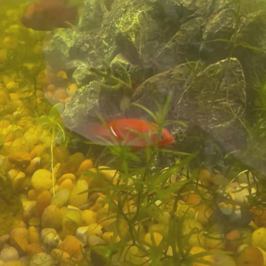 Breeding pair of Jewel cichlids in a 20 gallon aquarium with live aquarium plants 