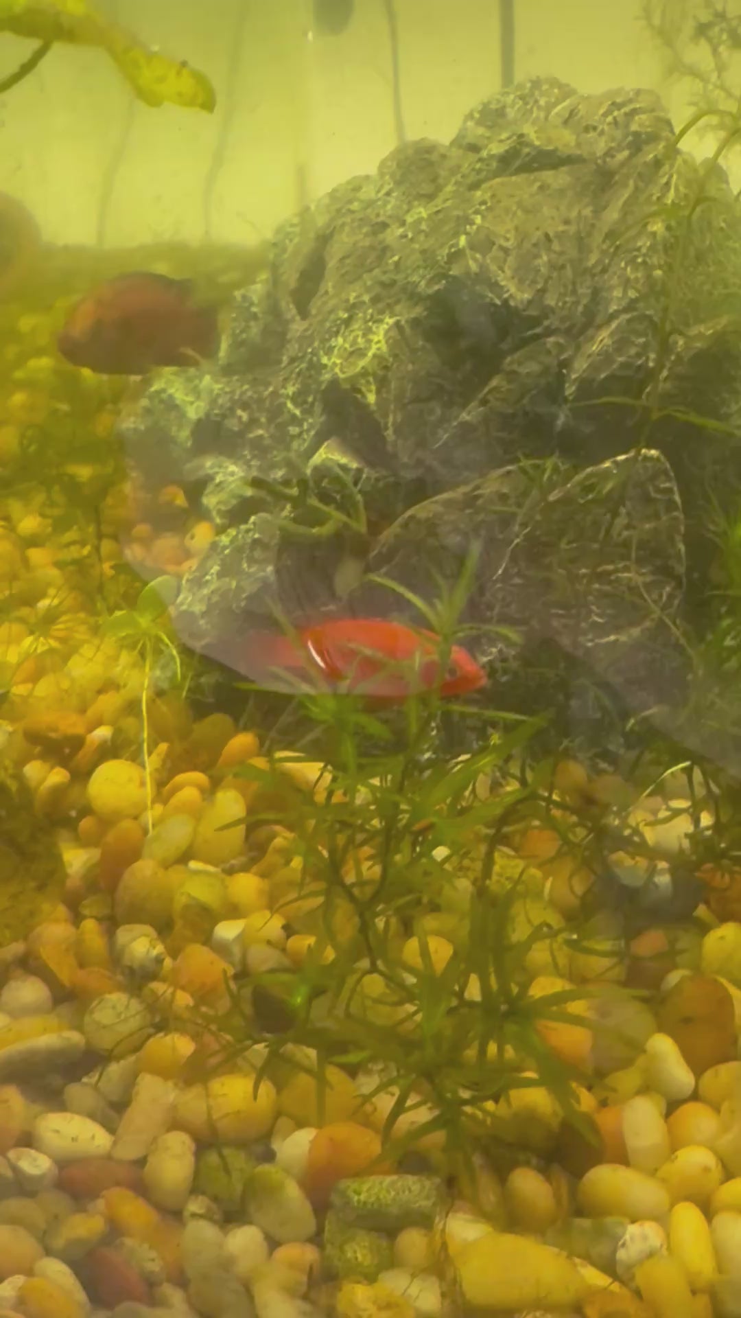 Breeding pair of Jewel cichlids in a 20 gallon aquarium with live aquarium plants 