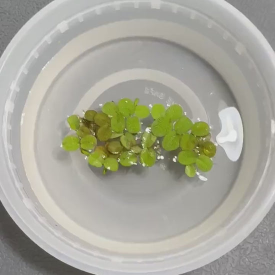 Video of salvinia