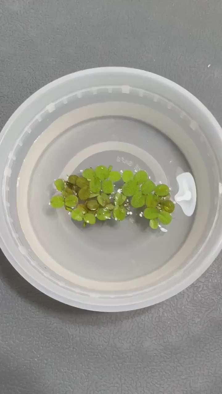 Video of salvinia