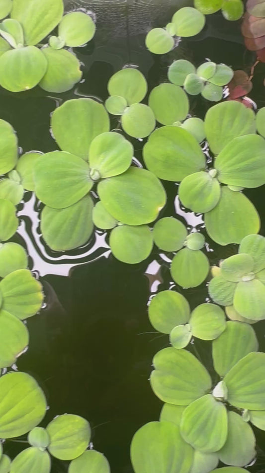 Dwarf Water Lettuce – Live Floating Aquarium & Pond Plants (4 Pack)