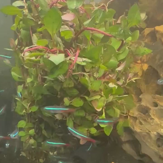 Ludwigia Super Red Mini – Live Aquarium Stem Plant – Vibrant Red Planted Tank Plant