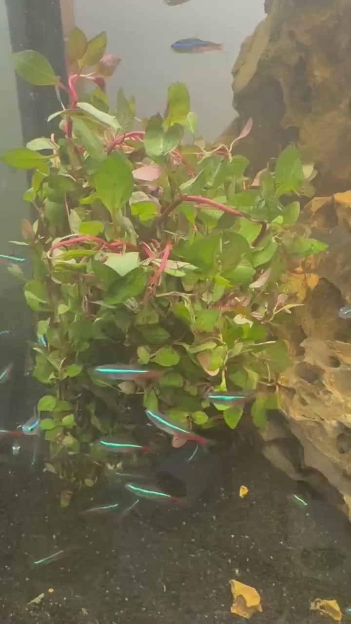 Ludwigia Super Red Mini – Live Aquarium Stem Plant – Vibrant Red Planted Tank Plant