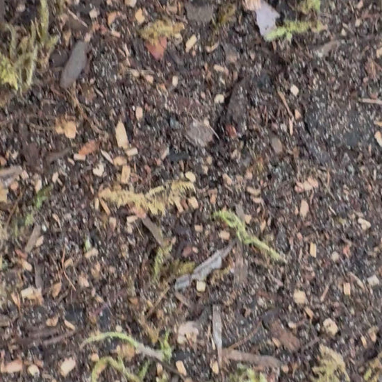 Close-up video of bioactive terrarium substrate showing a rich blend of soil, bark, wood particles, and moss. The camera slowly pans across the textured mix, highlighting its natural appearance and ingredients designed for bioactive enclosures, isopods, springtails, and terrarium plants.