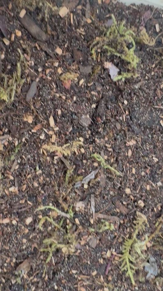 Close-up video of bioactive terrarium substrate showing a rich blend of soil, bark, wood particles, and moss. The camera slowly pans across the textured mix, highlighting its natural appearance and ingredients designed for bioactive enclosures, isopods, springtails, and terrarium plants.