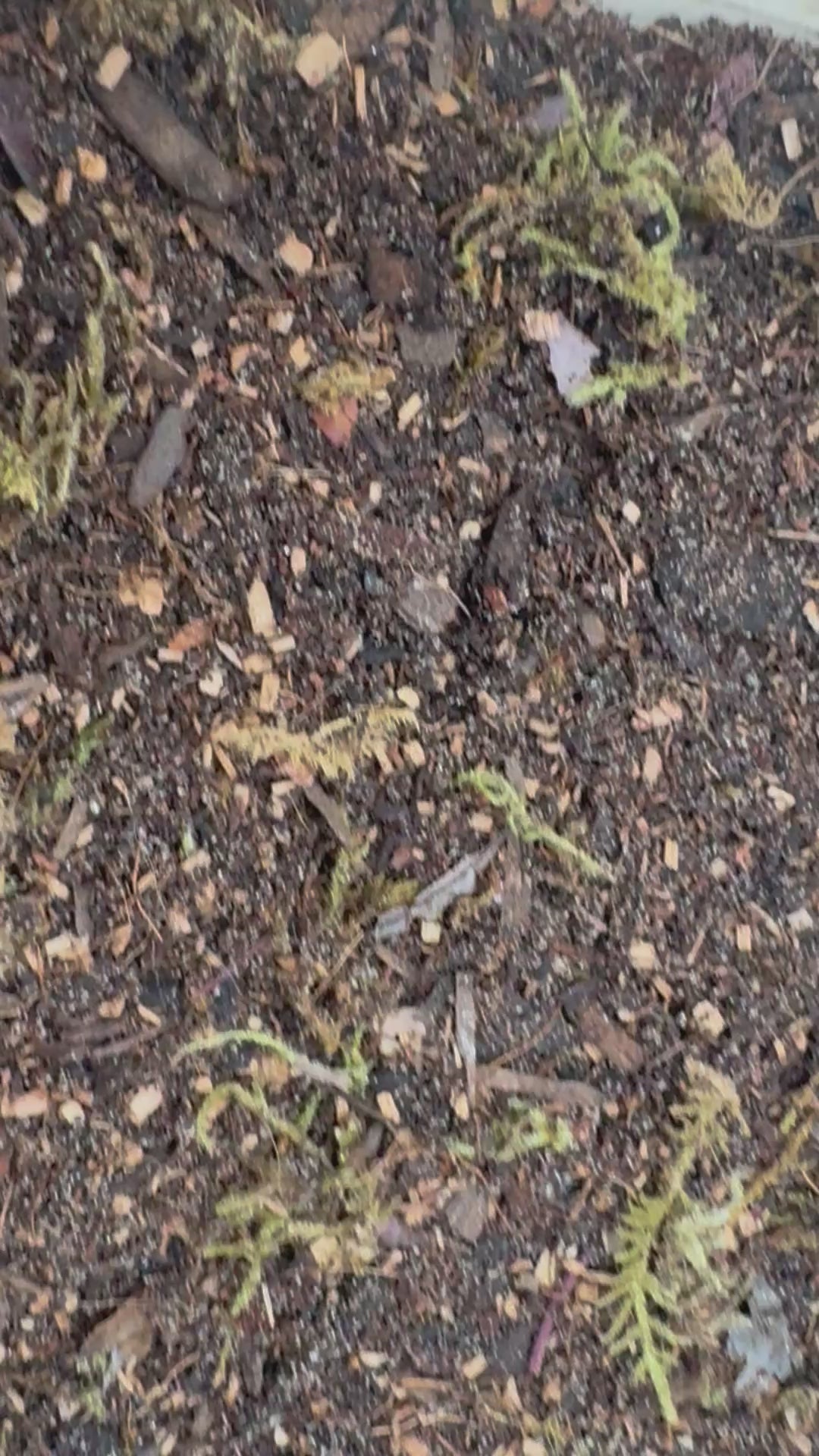 Close-up video of bioactive terrarium substrate showing a rich blend of soil, bark, wood particles, and moss. The camera slowly pans across the textured mix, highlighting its natural appearance and ingredients designed for bioactive enclosures, isopods, springtails, and terrarium plants.