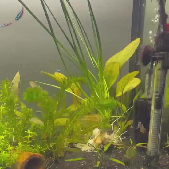 Water Onion Live Aquarium Plant | Crinum Thaianum | Tall Freshwater Background Plant