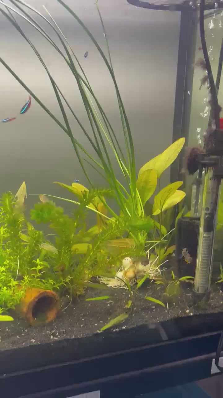 Water Onion Live Aquarium Plant | Crinum Thaianum | Tall Freshwater Background Plant