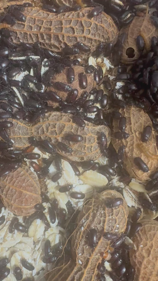 Close-up video of a live peanut beetle culture showing beetles among peanuts and bedding.